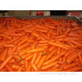 Export Standard Shandong Fresh Carrot